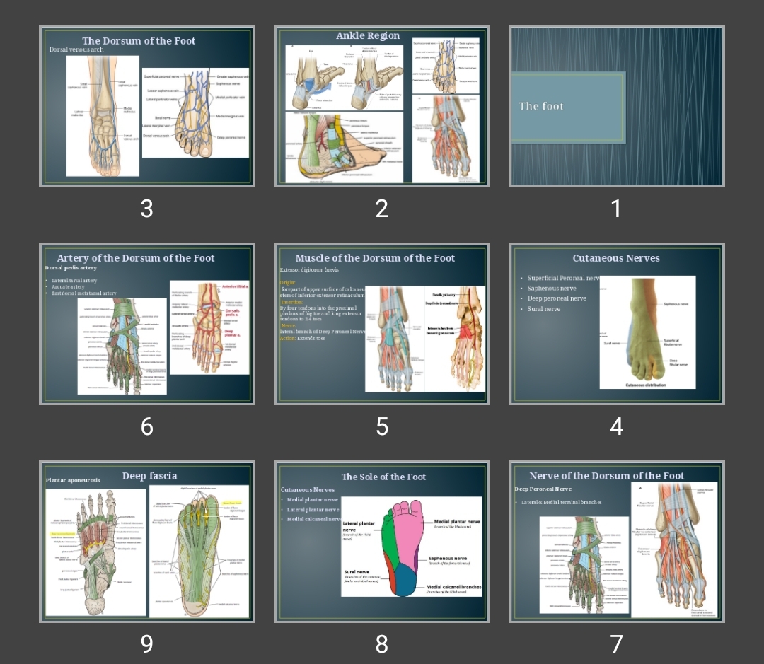 پاورپوینت پا The foot