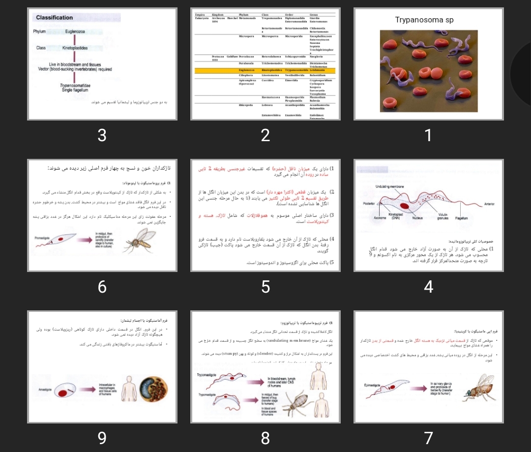 پاورپوینت تریپانوزوما
