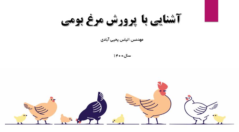 آشنایی با پرورش مرغ بومی با سود اوری مناسب