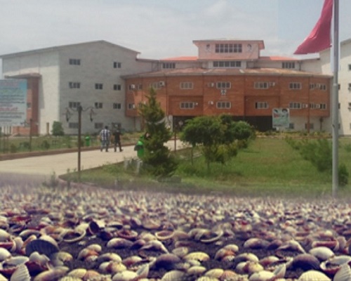 تحلیل سایت خوابگاه دانشجویی رودسر