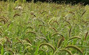 تحقیق شناخت علفهای هرز و راه های مقابله با آنها