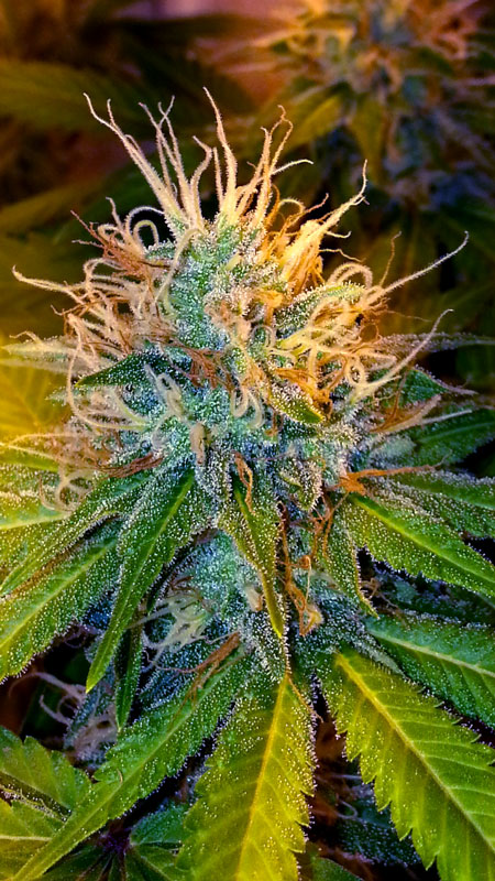 آموزش 0 تا 100 پرورش شاهدانه