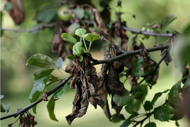 تحقیق و بررسی انواع آفات در درختان میوه