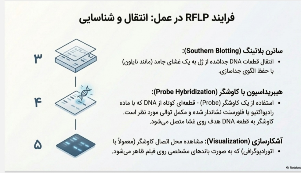 پاورپوینت /PDF تخصصی فصل 17- اصول بیوتکنولوژی گیاهی -مبحث: نشانگرهای مولکولی
