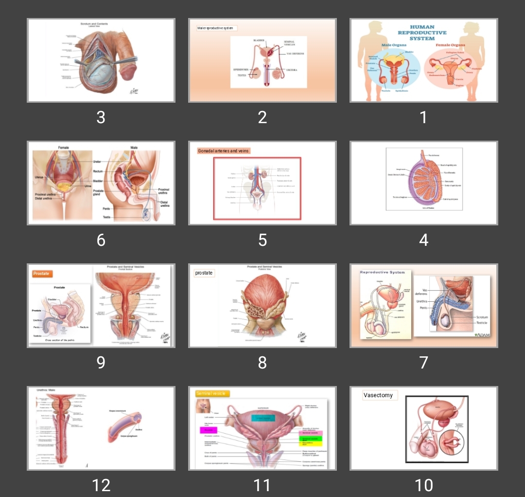 پاورپوینت reproductive system