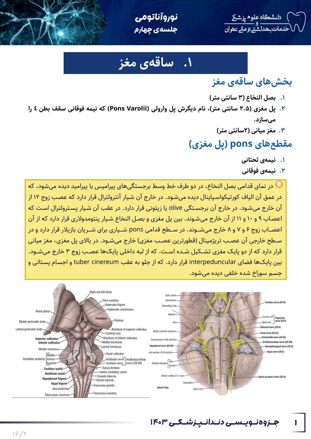 جزوه پل مغزی