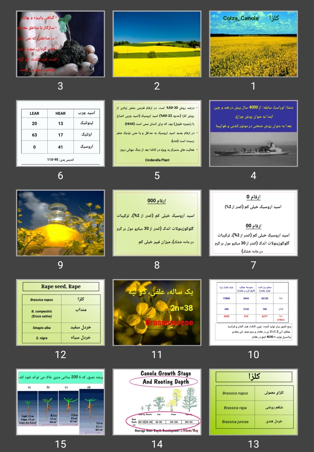 پاورپوینت کلزا Colza, Canola