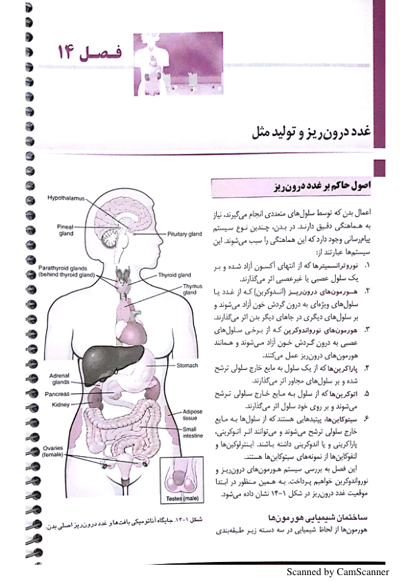 خلاصه فیزیولوژی گایتون بخش غدد درون ریز 🔬 نسخه کامل ✅