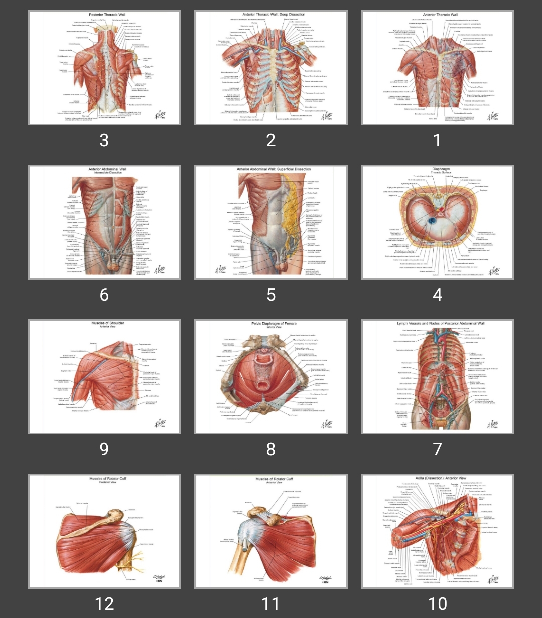 پاورپوینت ماهیچه شناسی (myology)