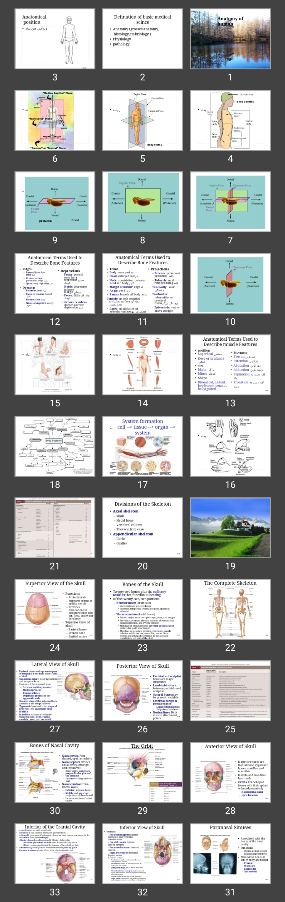 پاورپوینت Anatomy of human