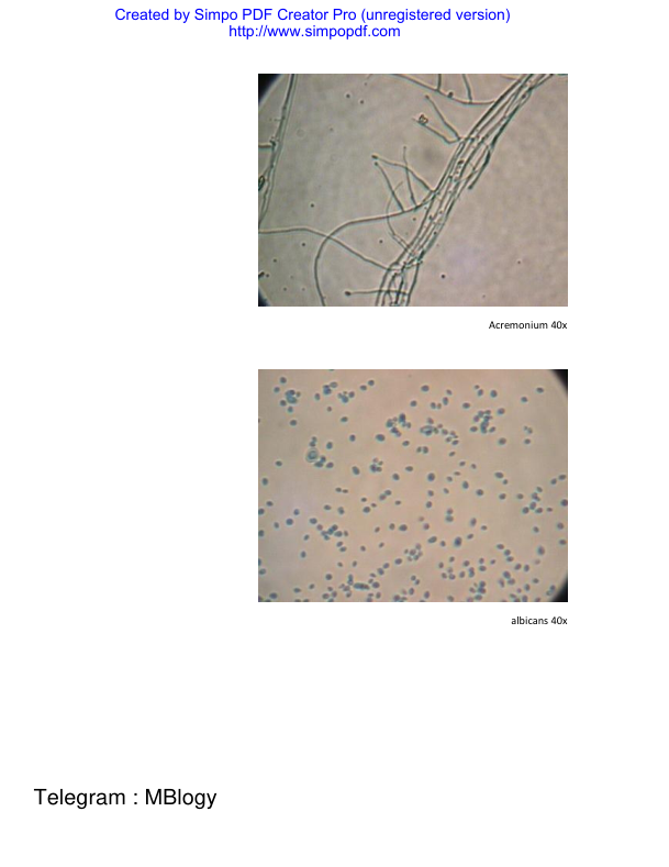 اطلس رنگی قارچ(بامبو) 🔬 نسخه کامل ✅