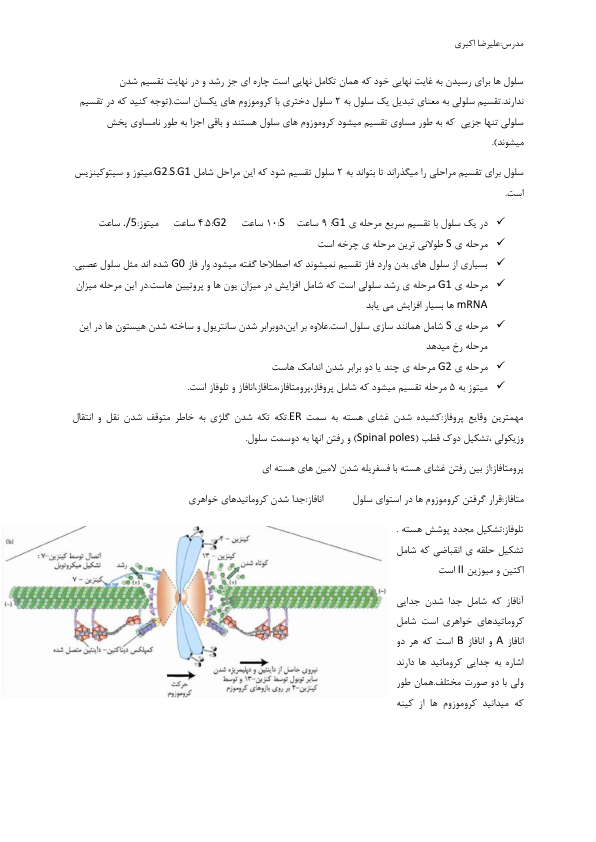 (نسخه کامل)✅           📝جزوه: Cell Cycle              🖊استاد: علیرضا اکبری