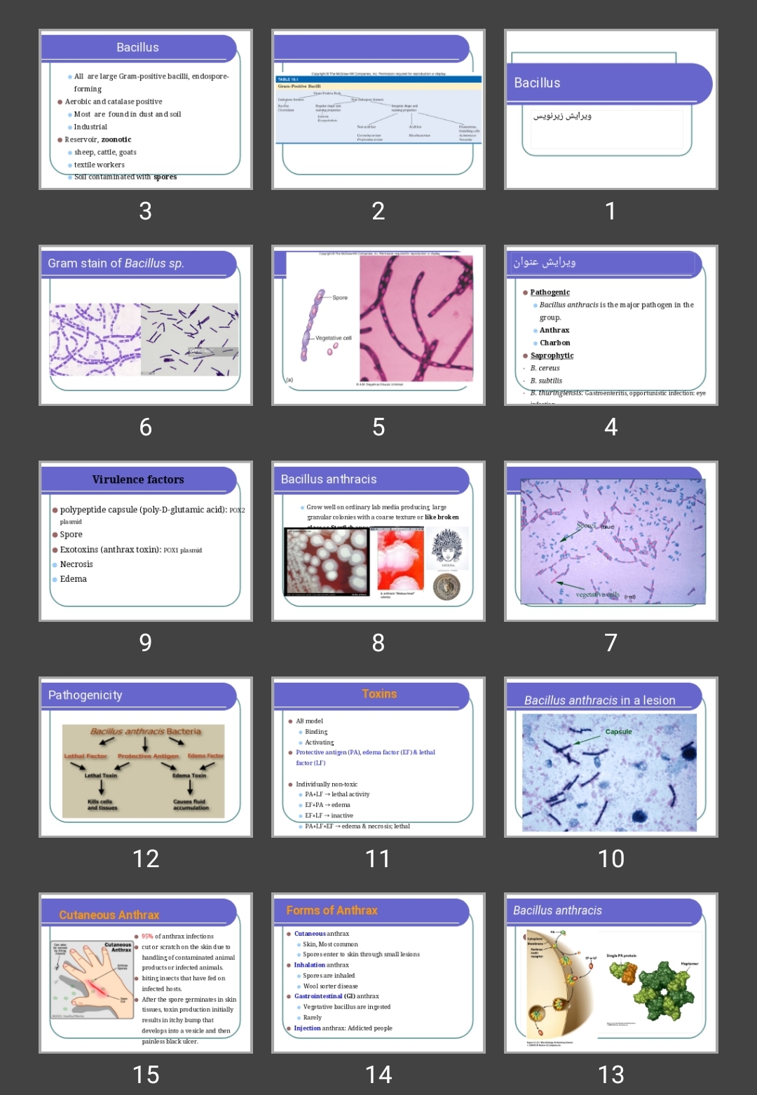 پاورپوینت Bacillus