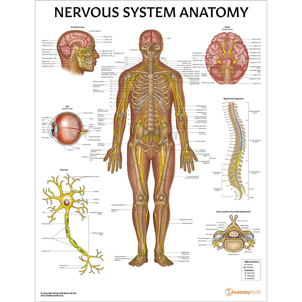 جزوه سيستم عصبي (Nervous System)