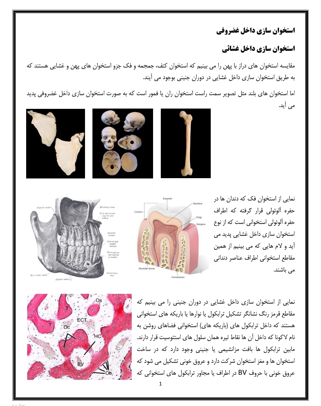 جزوه عملی استخوان سازی