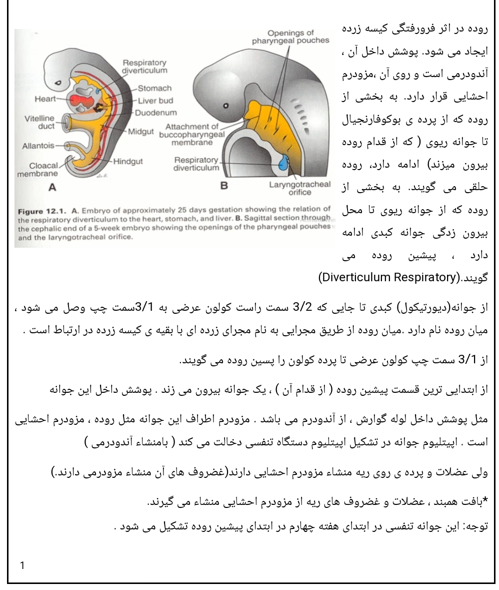 جزوه جنین تنفس