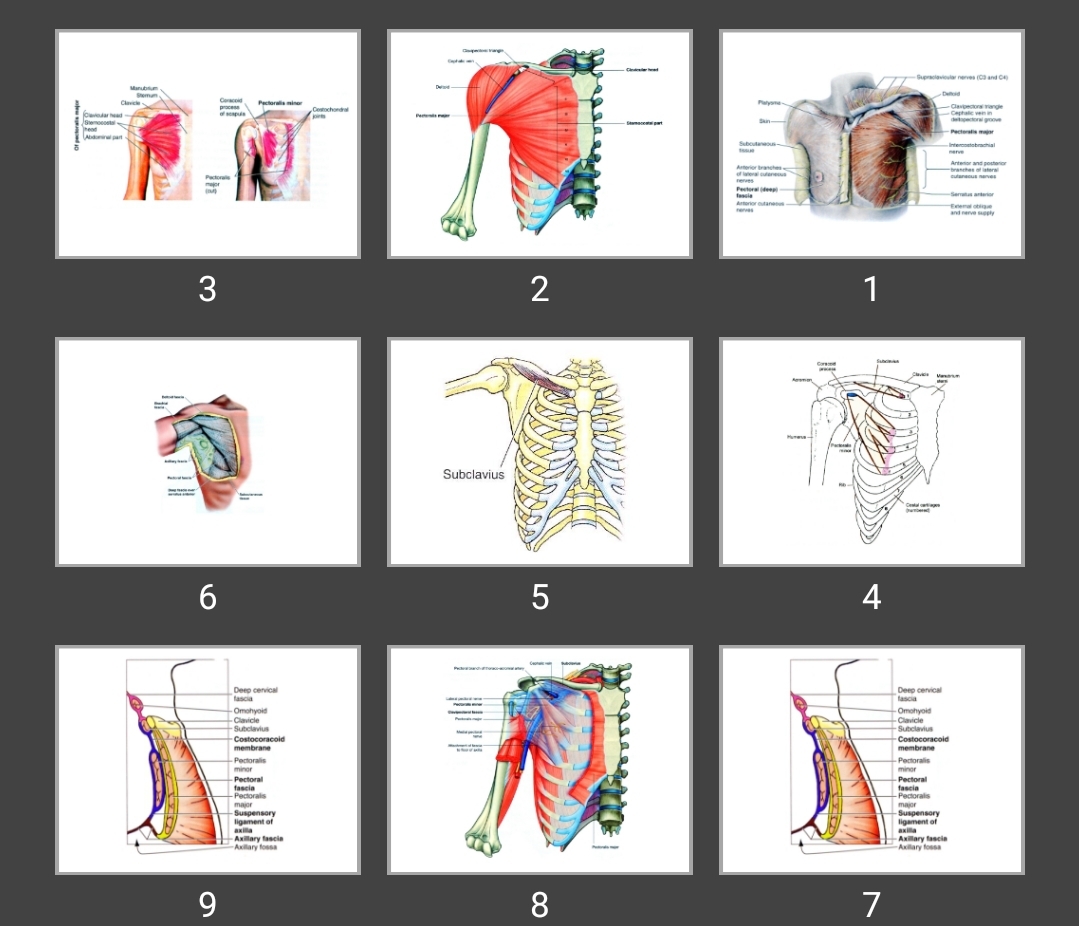 پاورپوینت عضلات شانه و جدارهای آگزیلا
