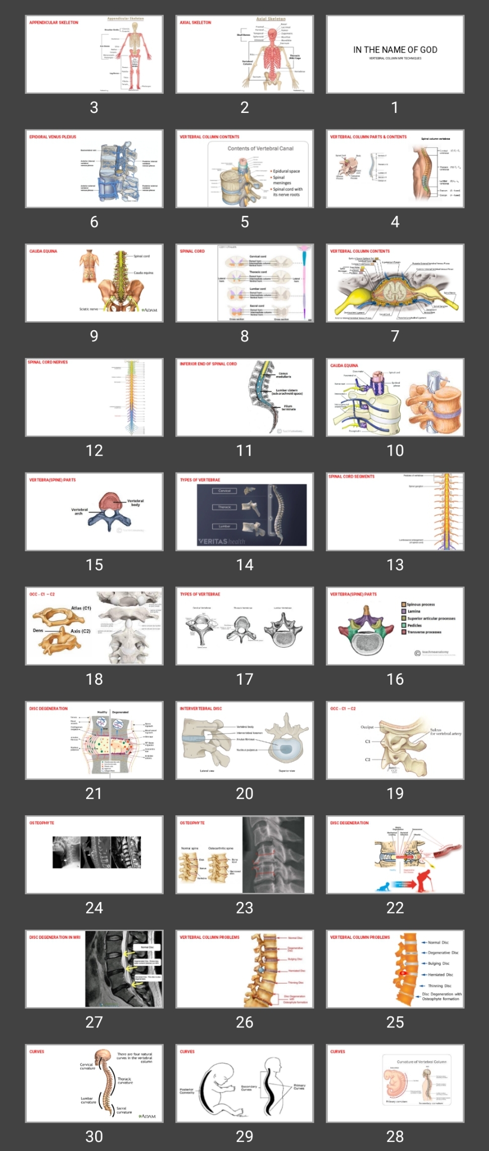 پاورپوینت vertebral column