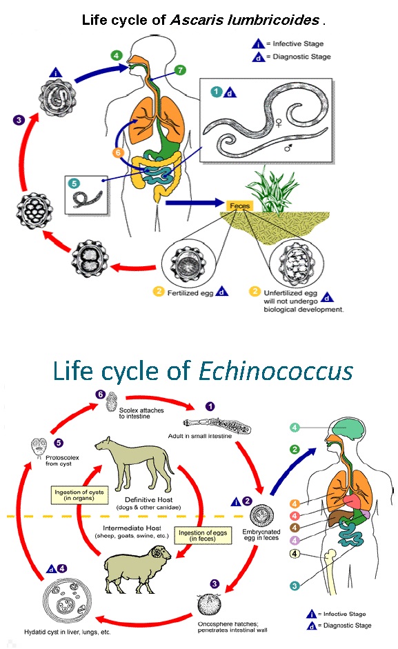 اطلس انگل شناسی pdf