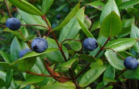 همه چیز درباره ی گیاه دارویی مورد