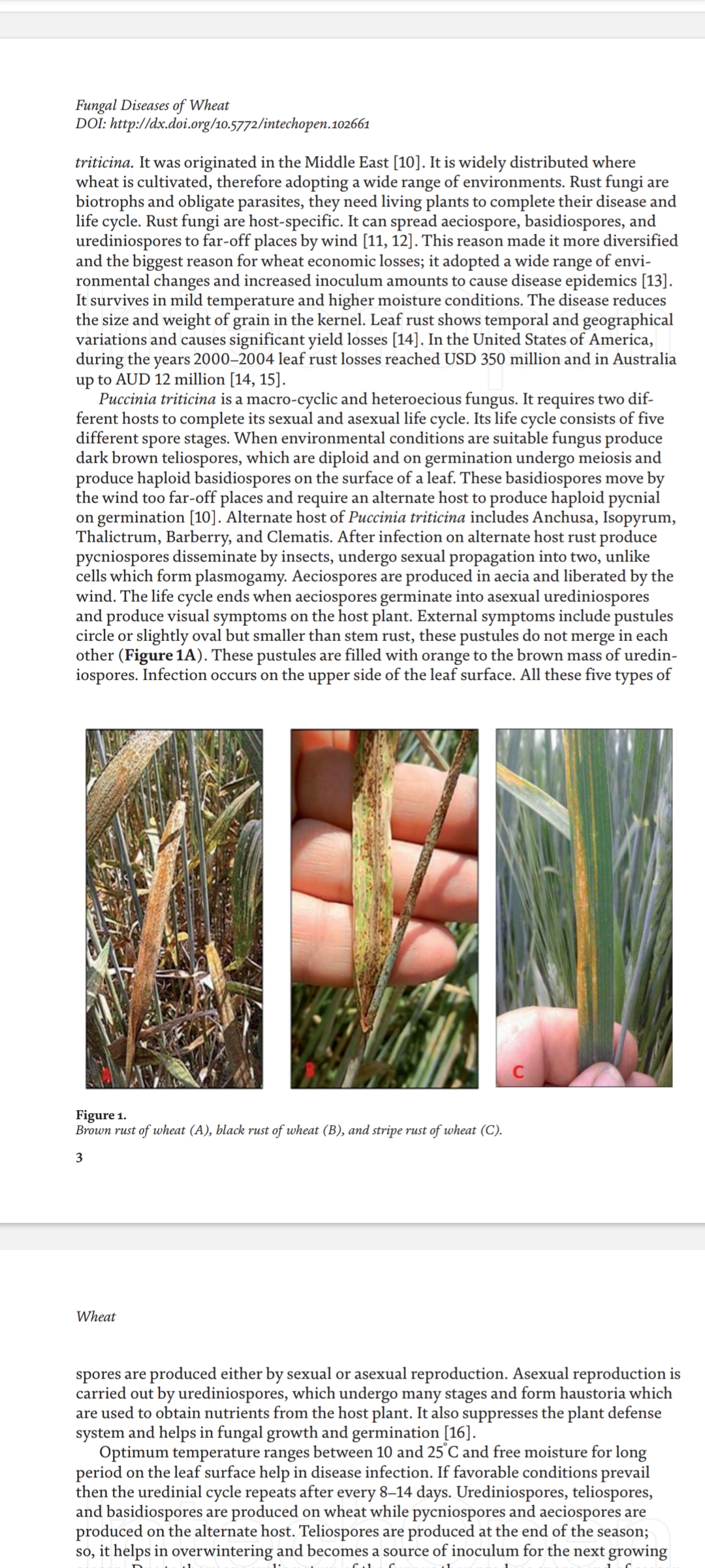 مقاله انگلیسی  بیماریهای گندم