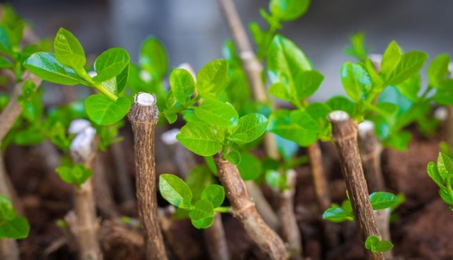 روش های مختلف قلمه زنی گیاهان