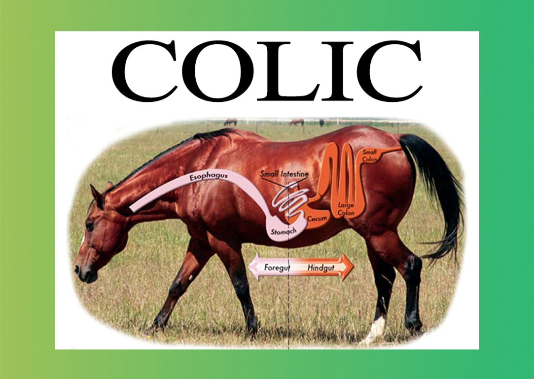 کولیک در اسب ها - ۳۴ صفحه