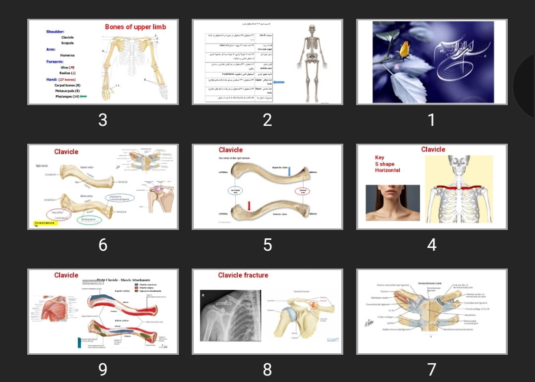 پاورپوینت Upper extrimity skeleton