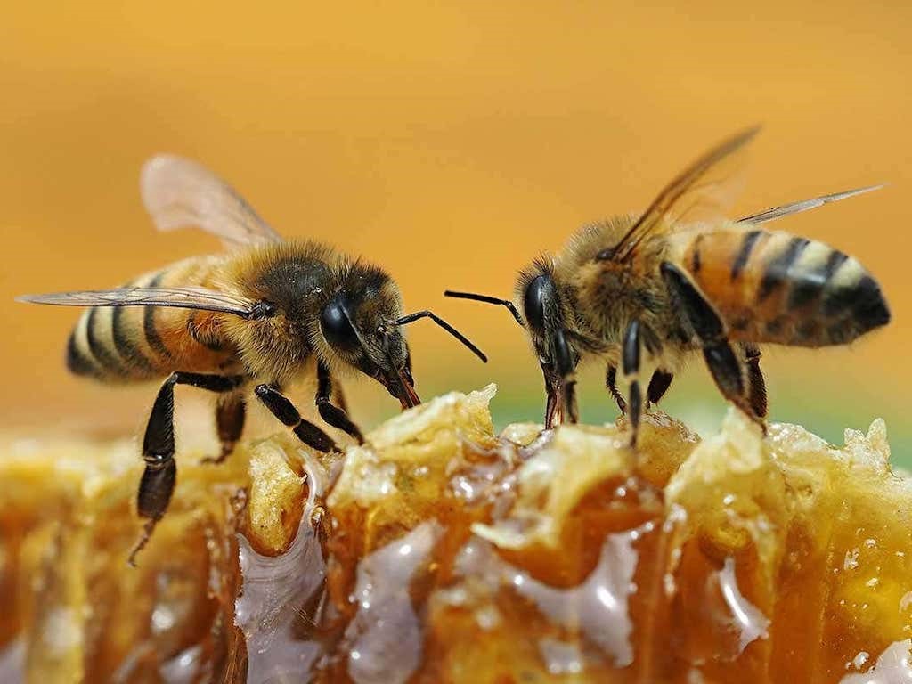 دانلود پاورپوینت نقش گرده گل در بهداشت انسان و زنبوران عسل