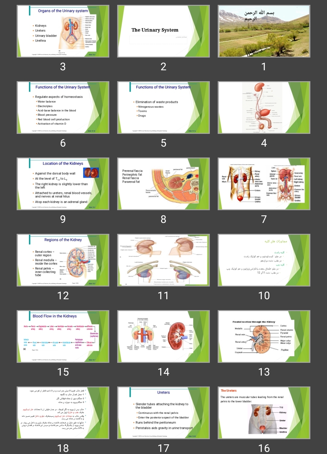 پاورپوینت The Urinary System