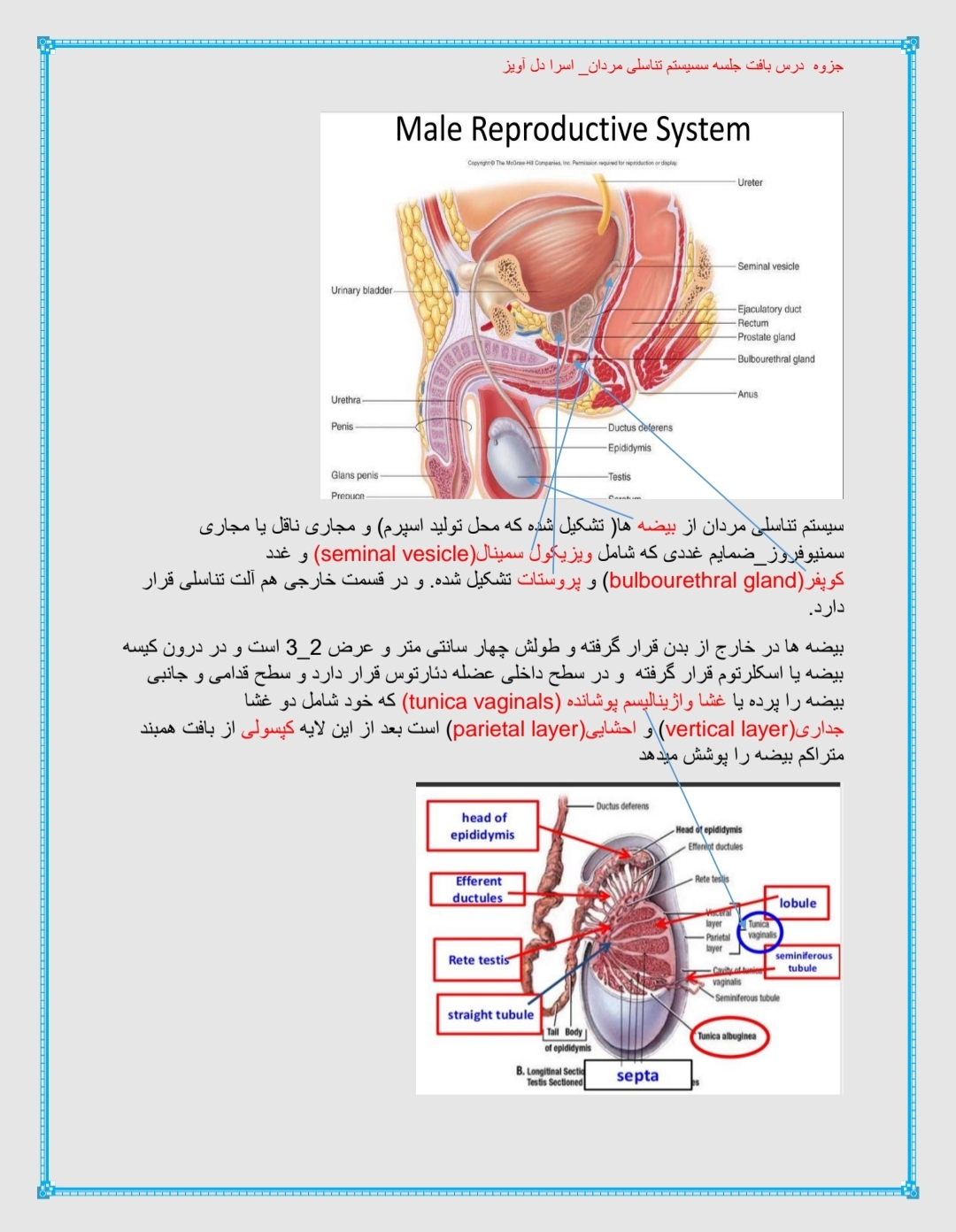 جزوه سیستم تناسلی مردان