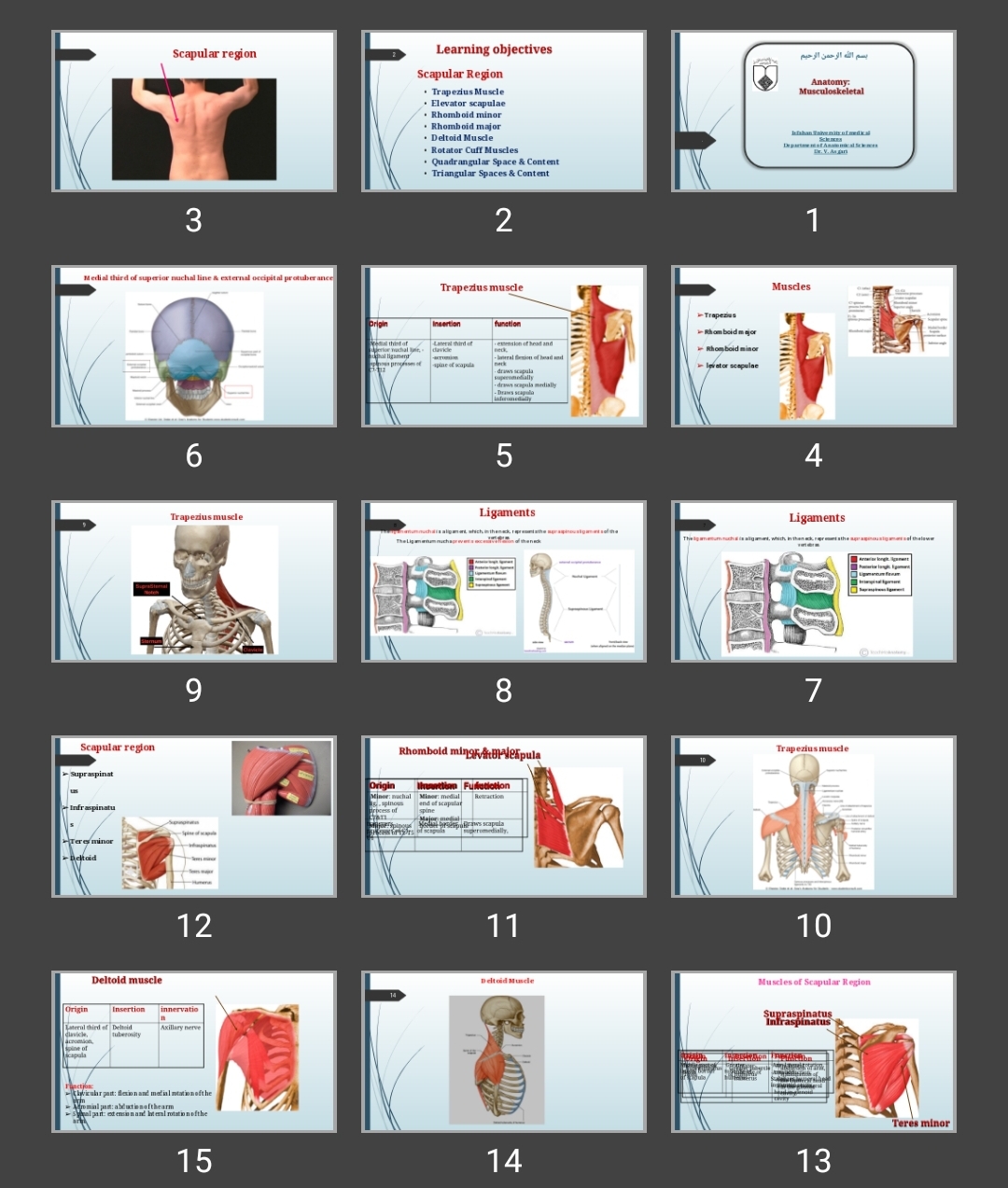 پاورپوینت آناتومی اسکلتی عضلانی(Scapular region)