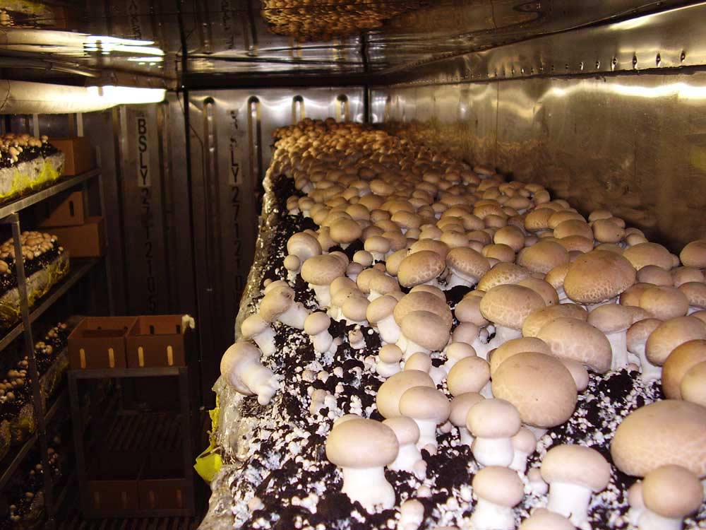 پرورش قارچ در منزل از صفر تا صد PDF