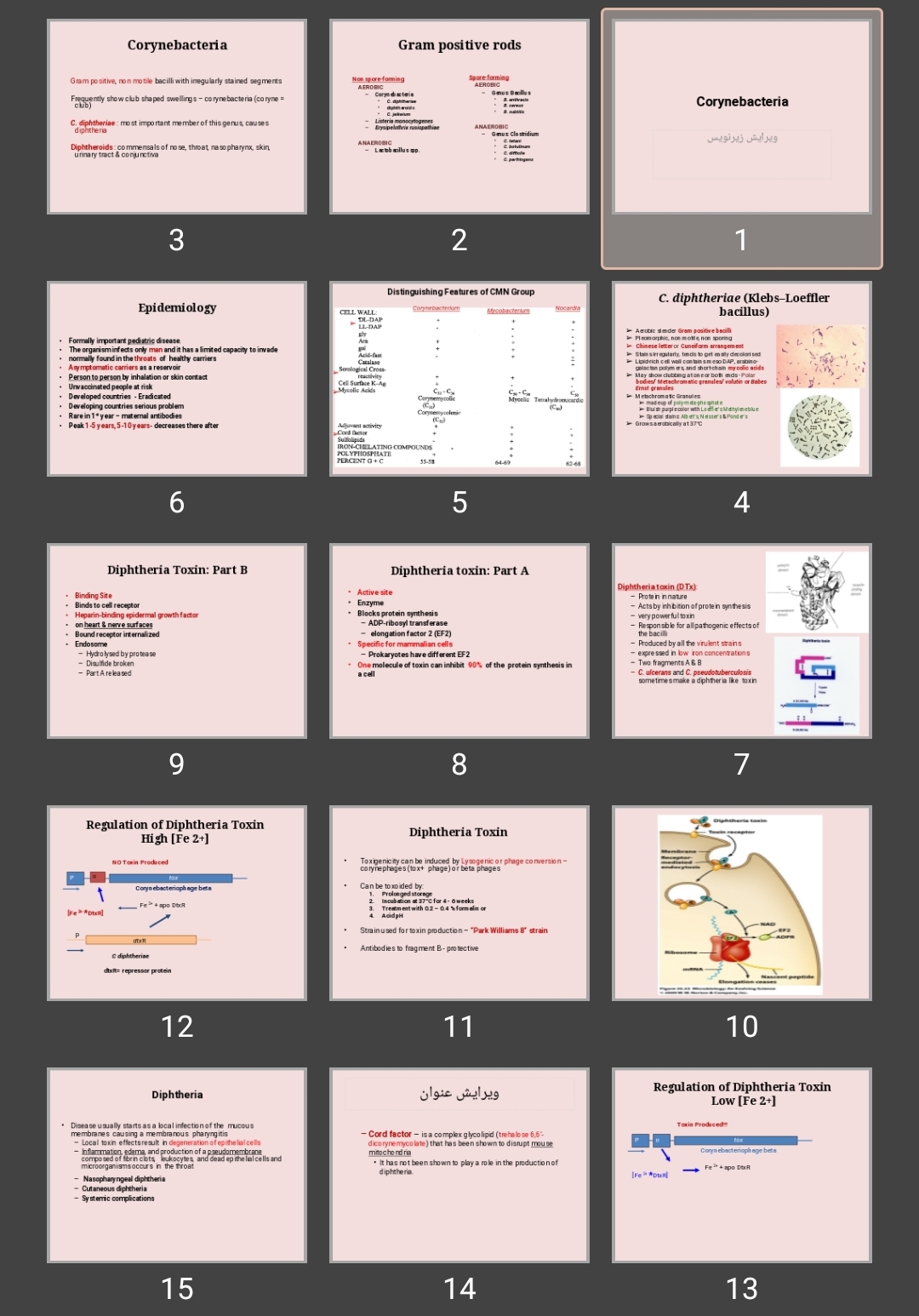 پاورپوینت corynebacterium