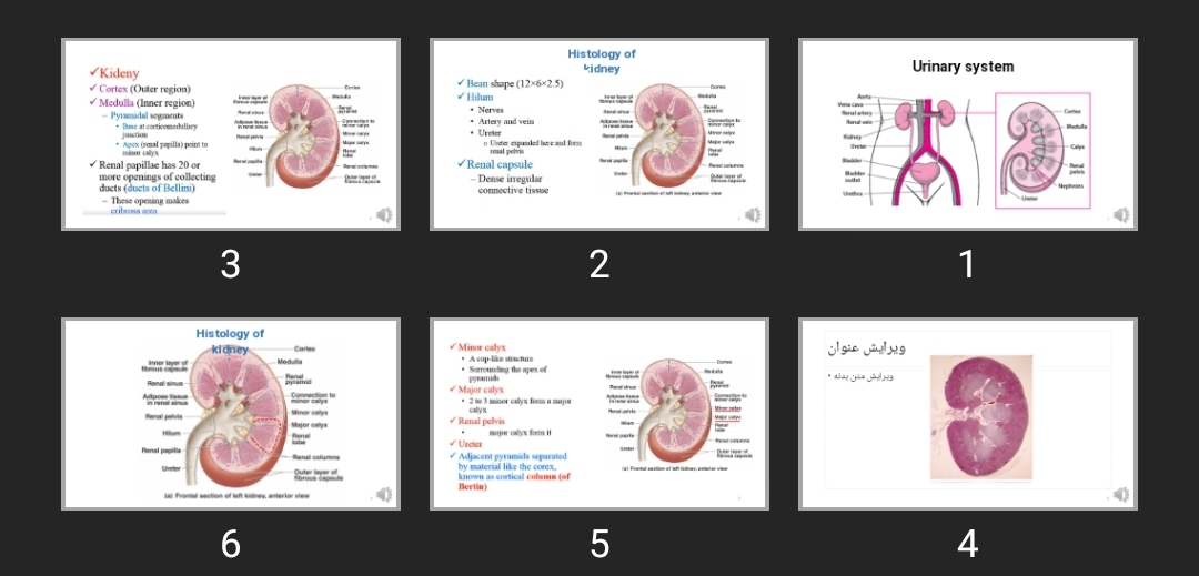 پاورپوینت Urinary system