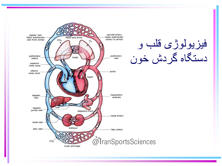 (نسخه کامل)✅           📝جزوه:  فیزیولوژی قلب ودستگاه گردش خون