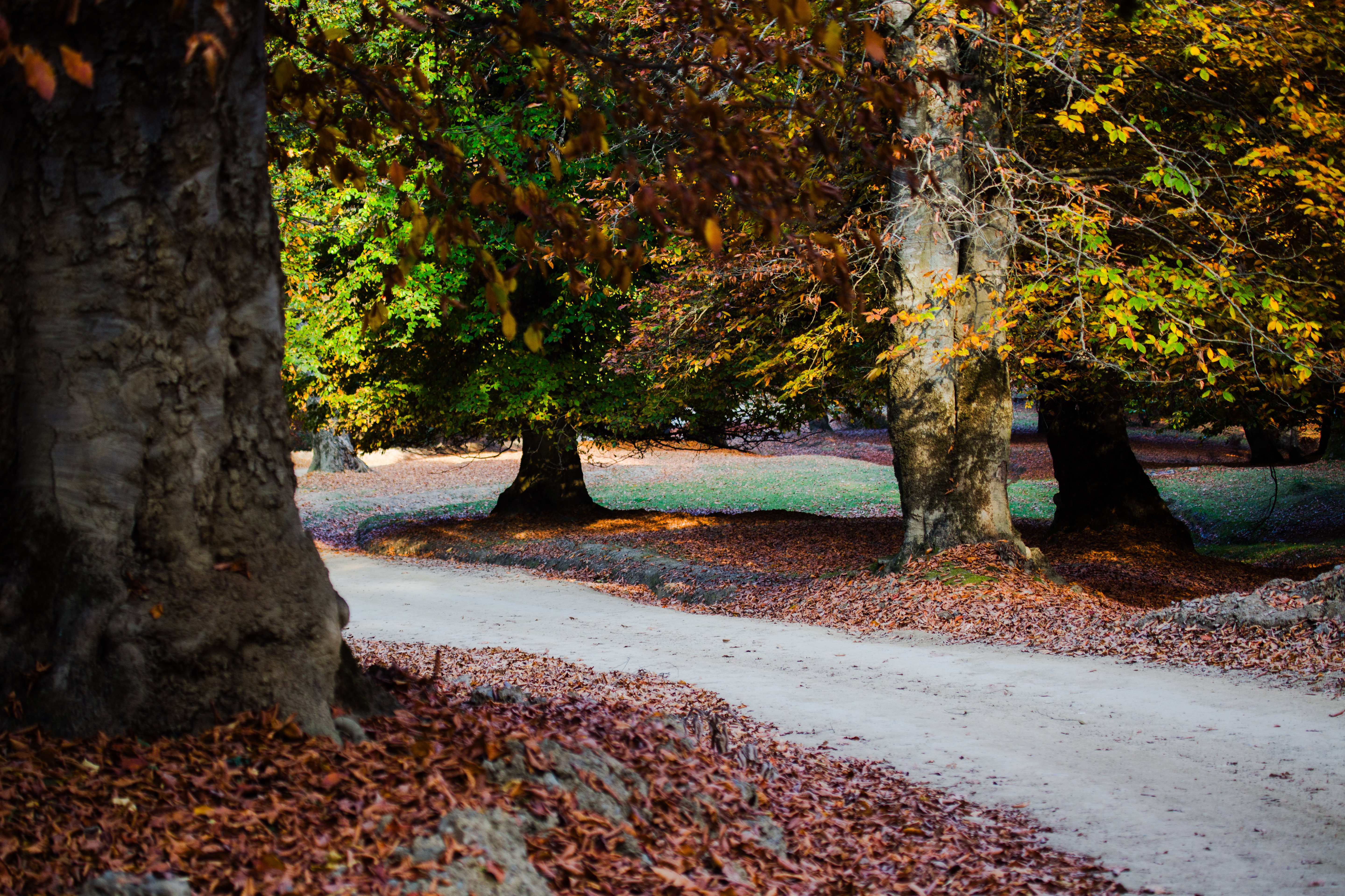 جاده های جنگلی