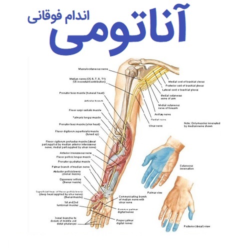   جزوه جامع و درسنامه آناتومی اندام فوقانی+ پاورپوینت آموزشی