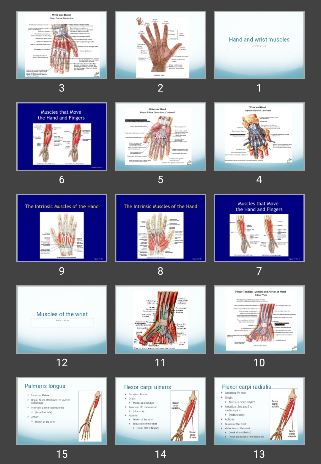 پاورپوینت Hand and wrist muscles