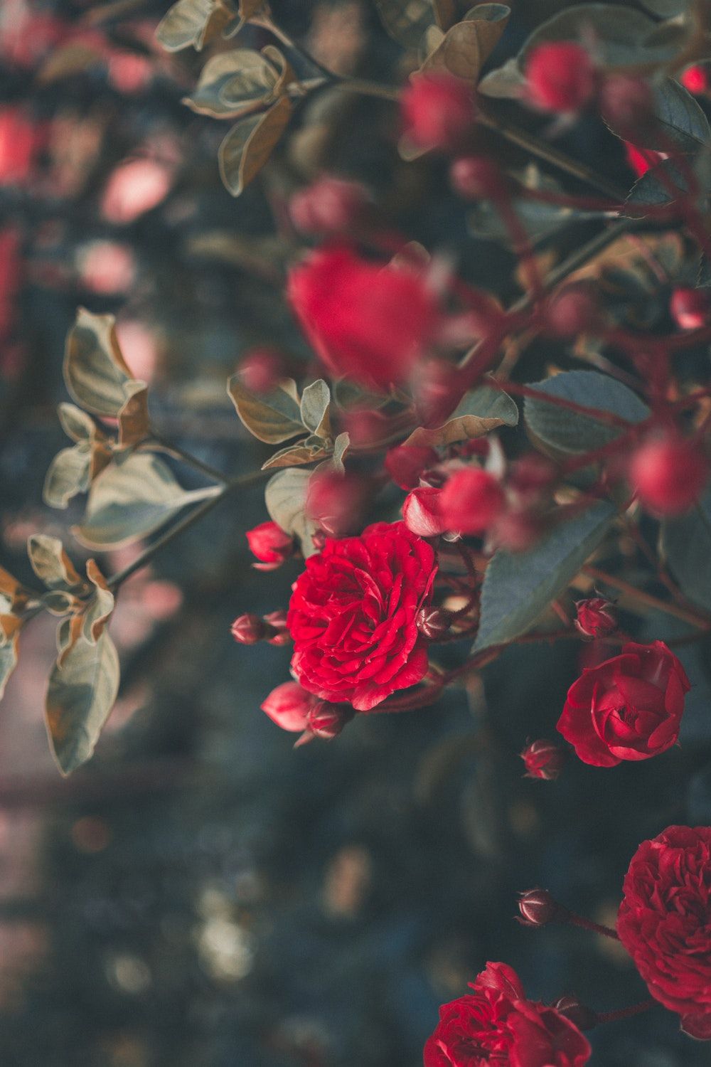 شانای